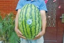 热门大瓜每日大赛,揭秘娱乐圈最新爆料，大赛精彩瞬间回顾